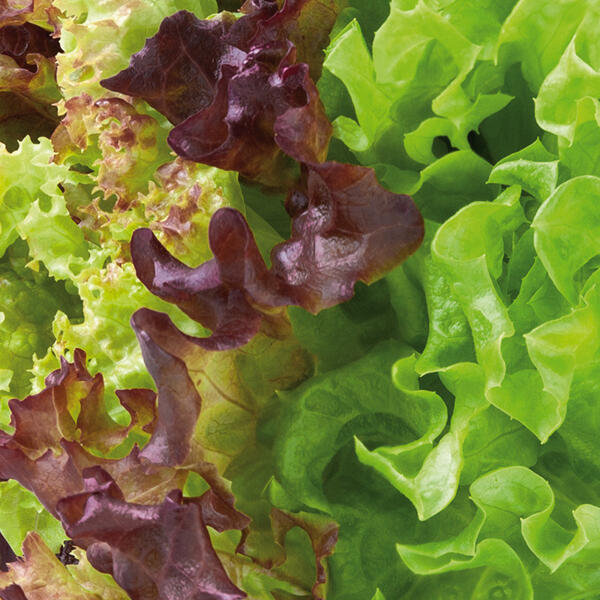 Bio-Salat