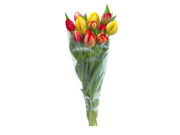 Tulpen
