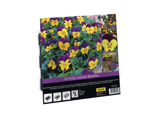 Mini Greenhouse Seeds