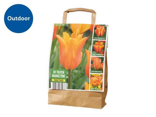 Tulip Bulbs - Orange