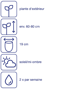 Arbuste méditerranéen