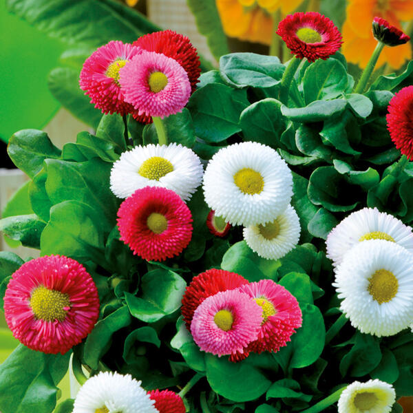 Bellis "Trios"