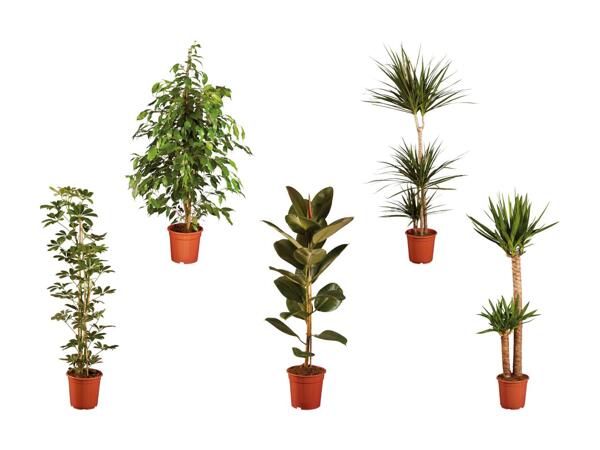 Piante verdi grandi assortite