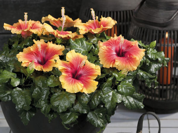 Hawaiiblomst Hibiscus