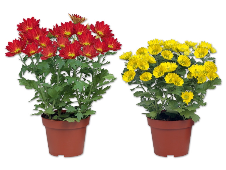 Chrysanthemen Mehrtrieber