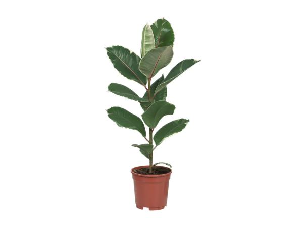 Houseplants