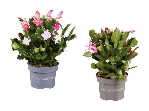 Schlumbergera Quattro