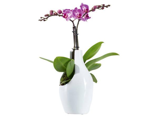 Schmetterlingsorchidee in Designkeramik