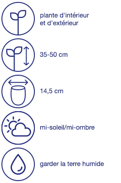 Arbuste méditerranéen