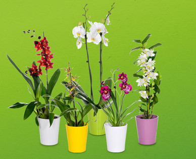 Orchideenvielfalt