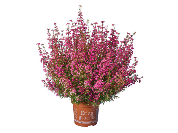 Heather Erica Gracilis