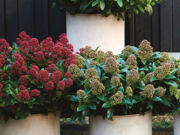 Skimmia Rubella