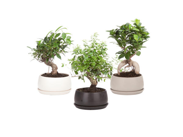 Bonsai i keramikkruka