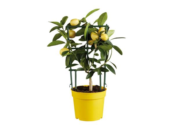 Mediterranean Citrus Plants