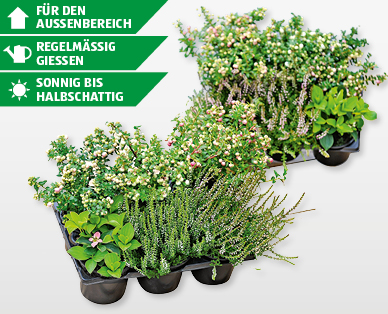 Herbstpflanzen im 6er-Tray