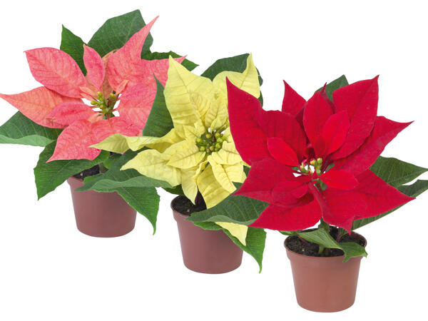 Mini-Weihnachtsstern