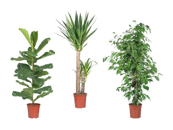 Grande plante verte