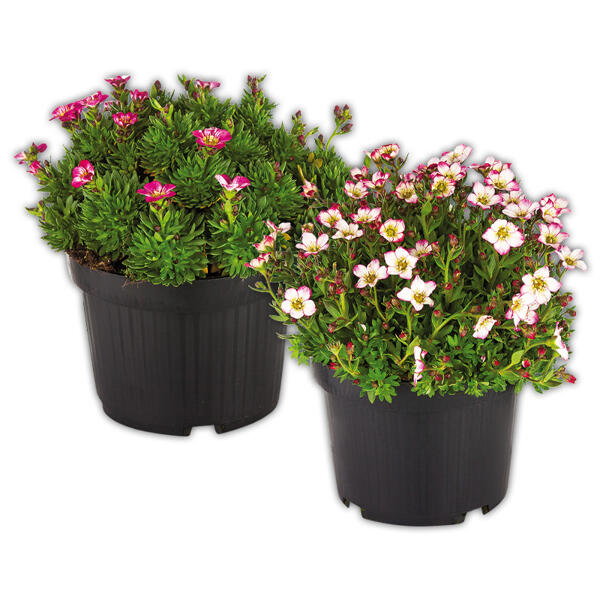 Steinbrech "Saxifraga"