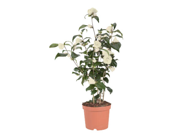 Large Camellia