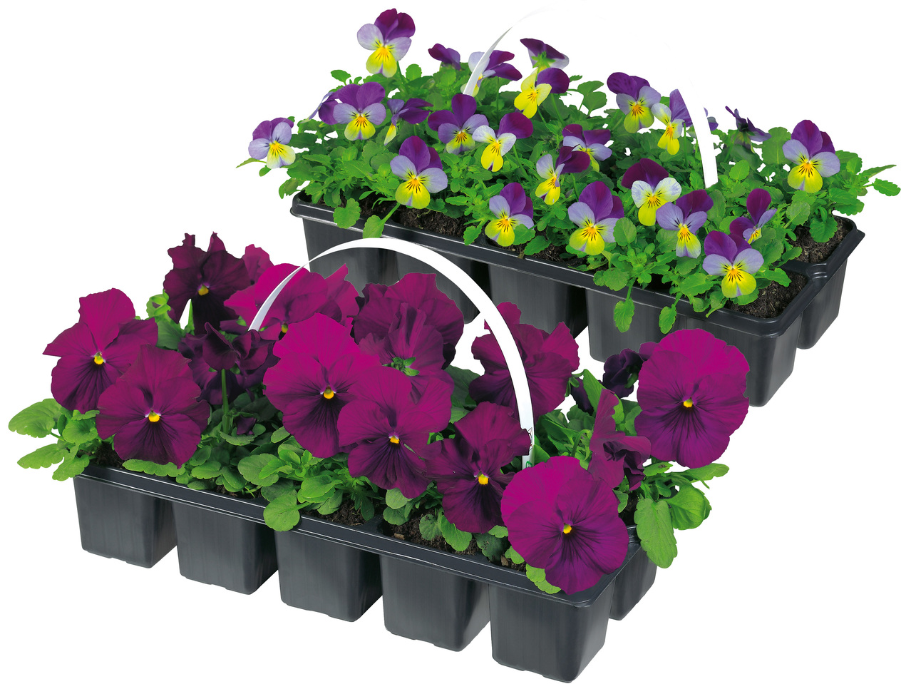 Frühlingsblüher 10er Tray