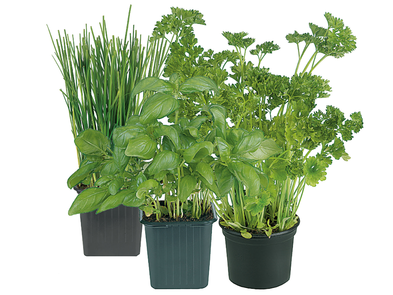 Gartenkräuter