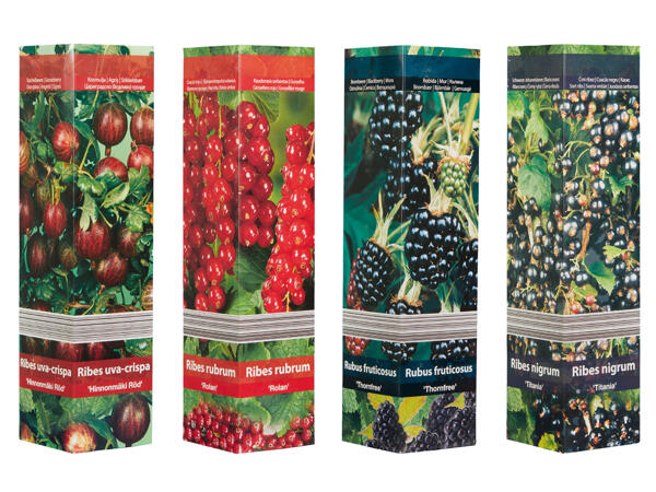 Berry Plants