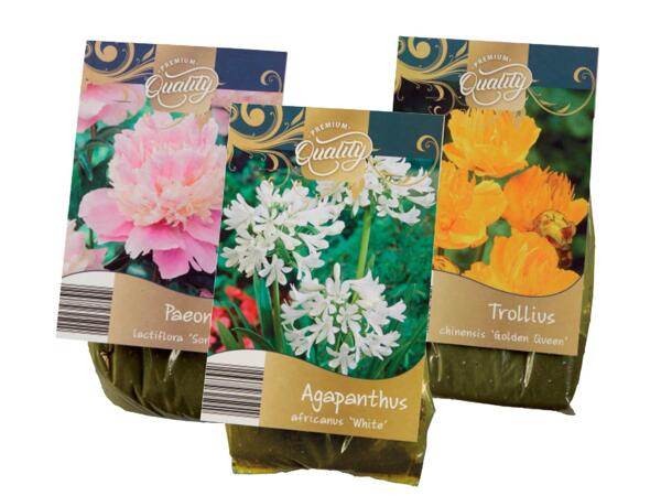 Assorted bulbs