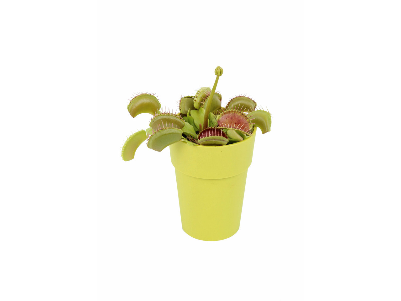 Plante carnivore