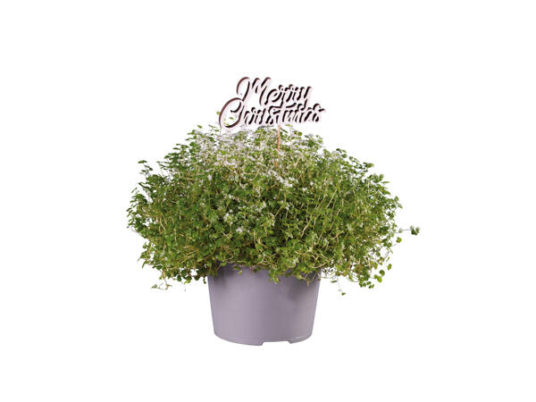 Helxine en pot avec décoration de Noël