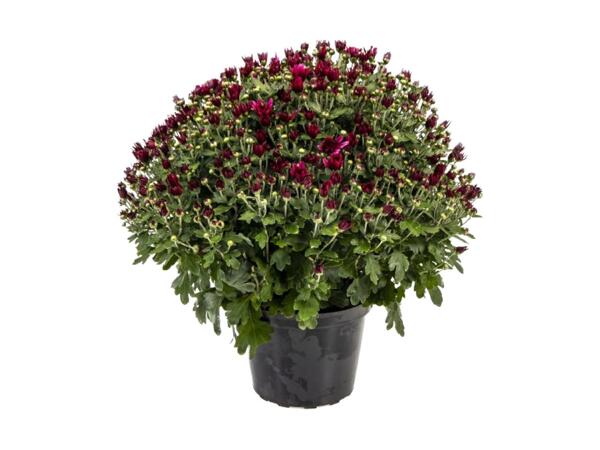 Frilandskrysantemum