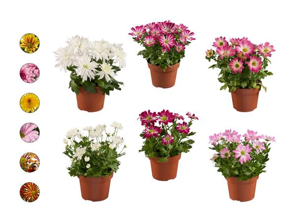 Chrysanthème "Elle fleur"