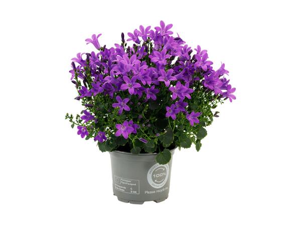 Klokkeblomst