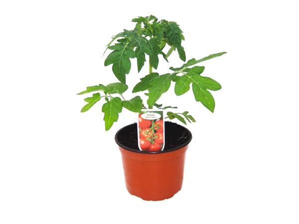 Tomato Plant