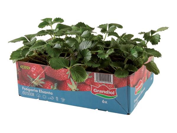 Strawberry plants