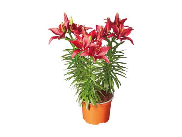 Potted Asiatic Lilies