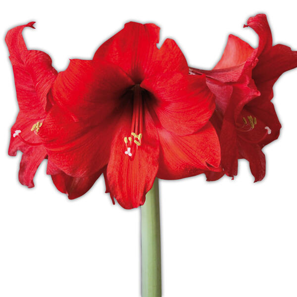 Amaryllis