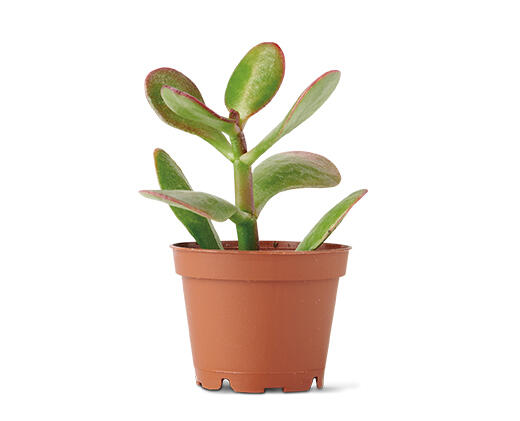 Mini Succulent Assorted Varieties