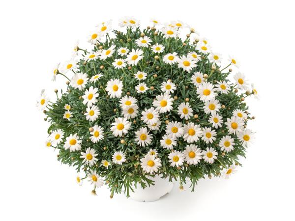 Margueritbusk