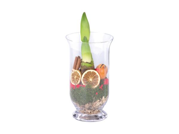 Amaryllis i glas
