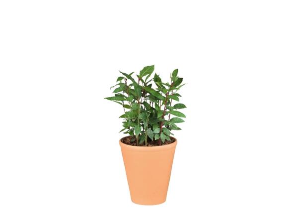 Potted Herbs