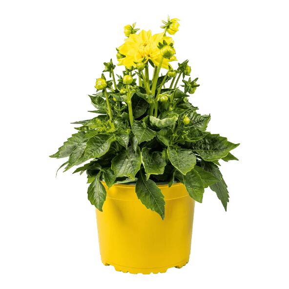 GARDENLINE(R) 				Dahlie