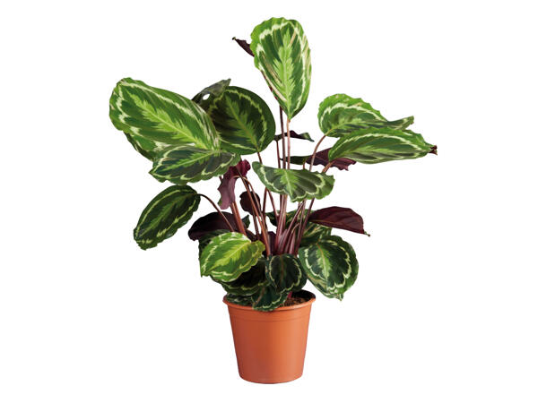 Large Calathea