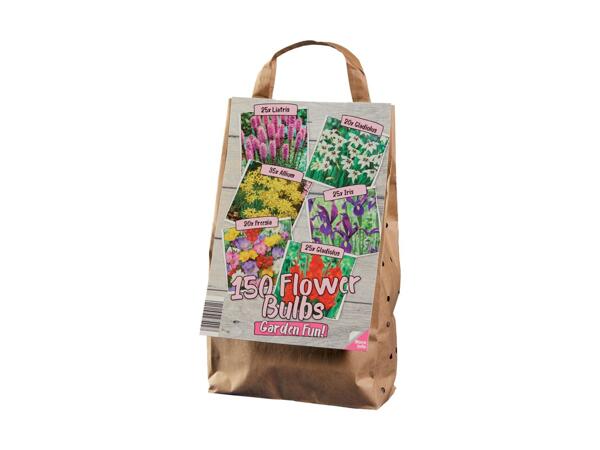 Assorted Bulbs Bag