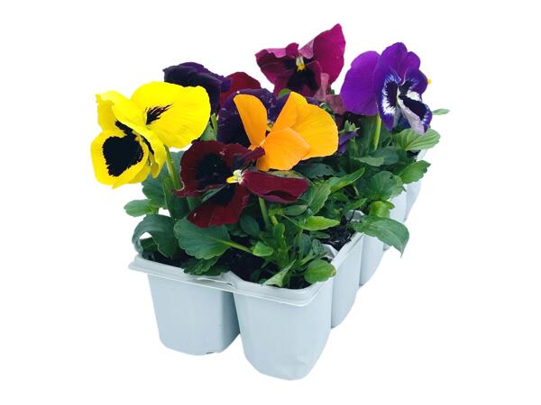 10 Pack Bedding Plants