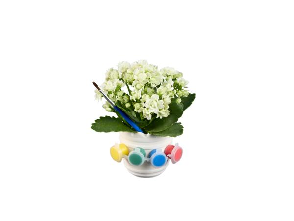 KALANCHOE MINI IN DIY PAINT POT