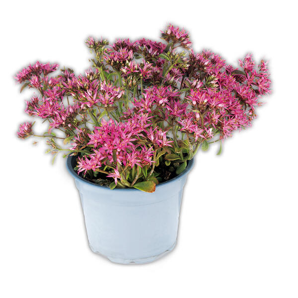 Große Fetthenne "Sedum telephium"