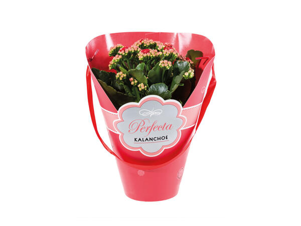 "Rosalina" Kalanchoe Kiss