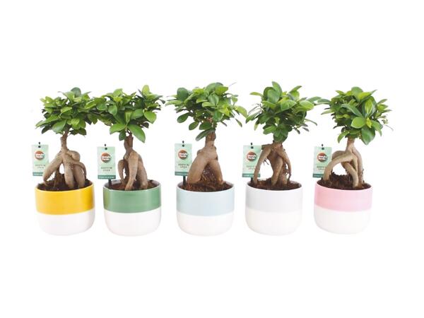 Ficus Ginseng in Ceramic