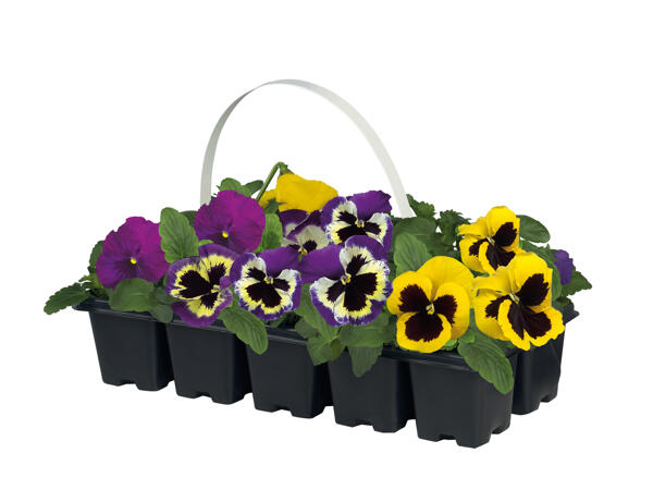 Frizzle Sizzle Pansies