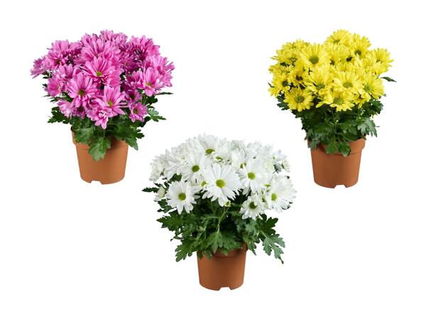 Krysantemum